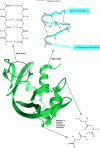 Figure 19 - Hydrogen bonds involved in alpha helices
and beta sheets – Structure of ribonuclease A – 1RTB (bos taurus –
bovine)