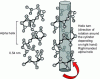 Figure 6 - Dexter alpha
helix - Structure in space around an imaginary cylinder (from [5] – permission for use by the author)