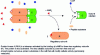 Figure 21 - Mechanism of protein kinase A (PKA) activation