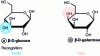 Figure 4 - Stereospecific recognition of β-D-galactose within osides by β-galactosidase