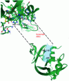 Figure 5 - The ribonuclease and its catalytic triad in the RNA-binding groove [figures based on the pdb structure of ribonuclease A 1RTB (bos taurus – bovine)].