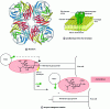 Figure 2 - Neuraminidase (NA influenza sialidase)