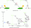 Figure 10 - Photosystems I and II in plants