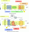 Figure 11 - Different bacterial photosynthetic chains