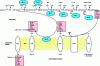 Figure 5 - Peptidoglycan formation: cytoplasmic and membrane steps in E. coli