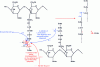 Figure 6 - Creation of the peptidoglycan transpeptide bridge – Extracellular stage in E. Coli