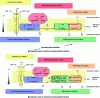 Figure 7 - Respiratory chains of cytochrome oxidase + and –