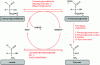 Figure 23 - Lactic fermentation