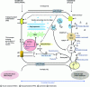 Figure 26 - Thyroid hormone synthesis (enzymes and enzyme complexes indicated by numbers)