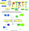 Figure 6 - Nuclear envelope organization and transport between cytoplasm and nucleoplasm