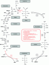 Figure 9 - Krebs cycle: fate of acetyl-CoA