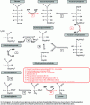 Figure 10 - The different stages of glycolysis