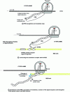 Figure 11 - Translation in granular endoplasmic reticulum