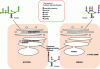 Figure 12 - N-linked glycosylation in the REG and Golgi apparatus for different organisms