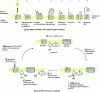 Figure 16 - G protein-coupled receptors and how they work