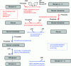 Figure 18 - Hepatic glycogenolysis and glycogenogenesis