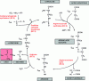 Figure 20 - Ureogenesis