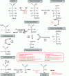 Figure 21 - Neoglucogenesis