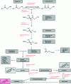 Figure 19 - Metabolic pathway of cholesterol synthesis