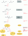 Figure 22 - Ketone body synthesis pathways