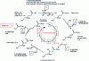 Figure 7 - Entry of long-chain fatty acids into mitochondria and Lynen helix