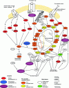 Figure 26 - Different pathways of mitochondrial apoptosis (figure adapted from a Cell Signalling document)