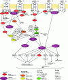 Figure 27 - Different pathways of extrinsic apoptosis (figure adapted from a Cell Signalling document)