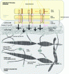 Figure 3 - Dermal-epidermal matrix with the main molecules present