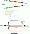 Figure 6 - General structures of dimeric fibronectin and trimeric laminin