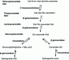 Figure 15 - Catabolism of glycosphingolipids