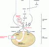 Figure 21 - Catecholamine degradation pathway