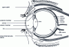 Figure 1 - Eye anatomy