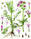 Figure 6 - Valeriana officinalis (after Köhler's Medizinal-Pflanzen)