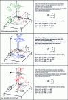 Figure 25 - Expressions on kinematic axes of measured local translations (straightness and trueness)