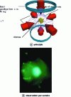 Figure 3 - Magneto-optical trap