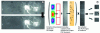 Figure 16 - Normalization correction (rhodamine signal/fluorescein signal) for inhomogeneities in the distribution of the laser sheet in the field (a) – Image processing to extract dynamic masks of particle positions in the laser sheet and measure concentration in each vortex (b)