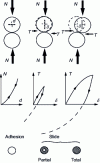 Figure 19 - Dissipative behavior of granular material on a microscopic scale depending on the amplitude of the local tangential force