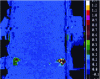 Figure 25 - The zone of dissipation due to the plasticity of the steel reinforcement at the base of the model was easily detected by the infrared thermography device (temperature variations were given in degrees Celsius).