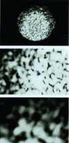 Figure 9 - Granularity in light transported by a multimode optical fiber. Observations at three different magnifications (of the order of 600, 1,200 and 1,800)