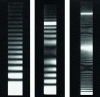 Figure 30 - Vibration modes of a canteliver beam obtained by time integration (doc. HOLO3)