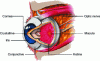 Figure 2 - Cross-section of the eye http://tecfa.unige.ch/~lombardf/CPTIC/couleurs/couleur_ERAG/Base.htm