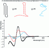 Figure 24 - Circular dichroism spectra of an oligonucleotide that can adopt several conformations by folding on itself: a triple helix conformation (black); a double helix conformation with one strand dangling (red); a disordered conformation (blue).