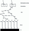 Figure 8 - Chemical structure of a biotinylated MUA-PEI-Extravidin-Oligonucleotide self-assembly