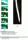 Figure 3 - Image recording modes