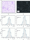 Figure 17 - (a) AFM and (b) SEM images of the same area of a colloidal suspension of ERM®-FD304 silica deposited on the repositioning system (lithographed silicon substrate); histogram of silica particle number size distribution: c) hAFM, d) Deq-MEB, e) Dfmin and f) Dfmax