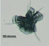 Figure 1 - Laser damage observed on the surface of a silica glass. The component was irradiated with a pulsed 1,064 nm Nd:YAG laser.