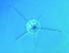 Figure 6 - Fracturing laser-irradiated glass