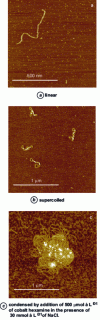 Figure 5 - Examples of air AFM images of double-stranded DNA adsorbed on mica