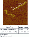 Figure 7 - AFM image of DNA/EcoRI complexes with the EcoRI-specific site located 429 base pairs from one end of a DNA fragment, i.e. approximately 1/3 of its total length (1,188 base pairs).