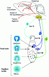 Figure 1 - Anatomy of the taste system in mice: localization and innervation of the different taste buds